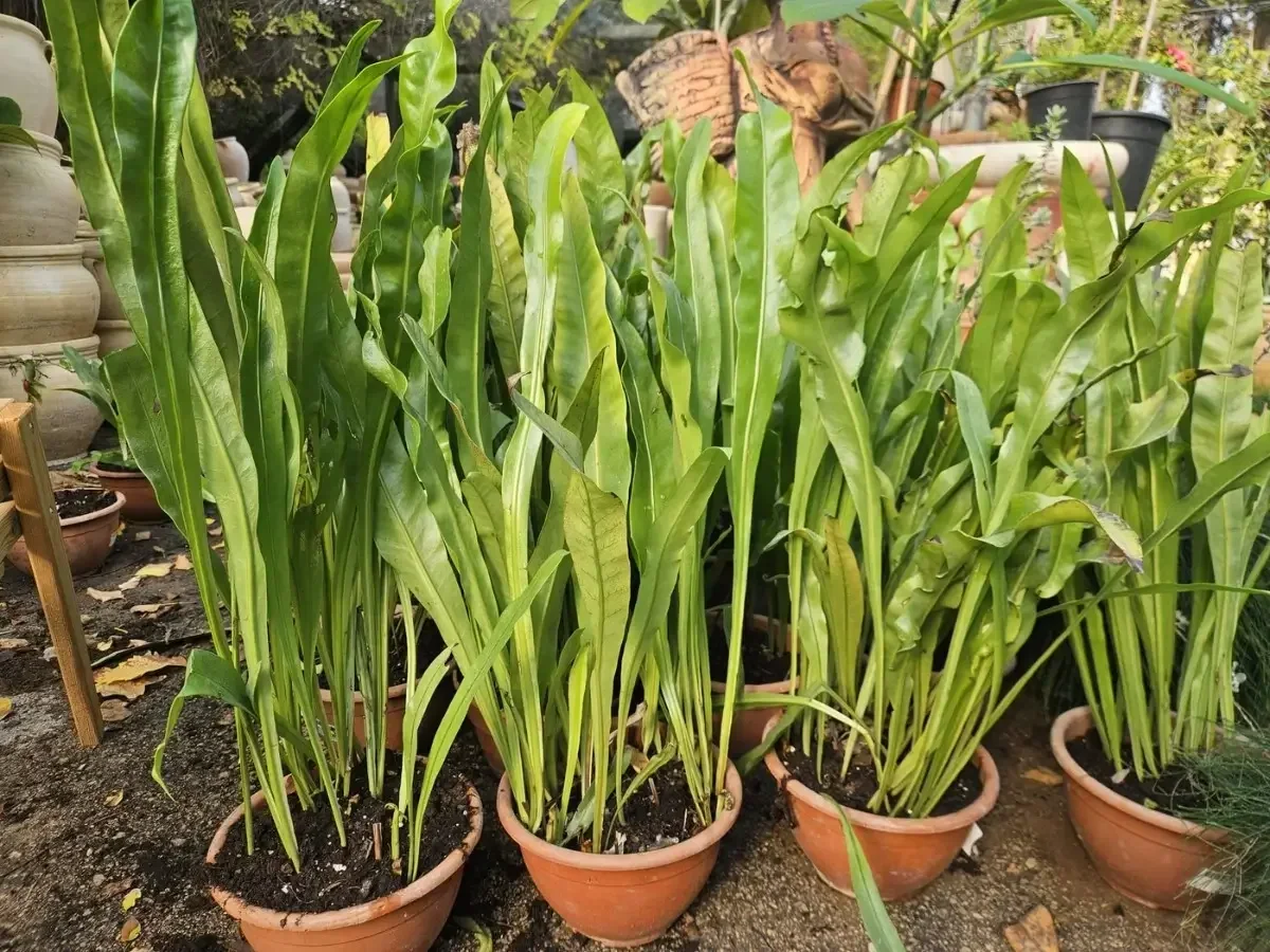 מיקרוסוריום מנוקד עם עלים גליים לתנאי צל ולחות גבוהה