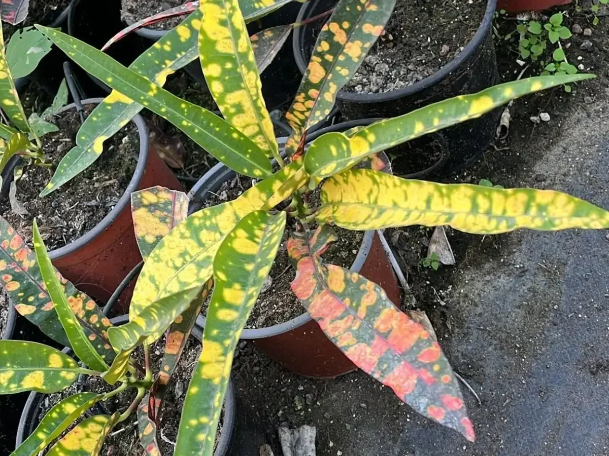 קודן אור עלווה מצוירת צהוב ירוק