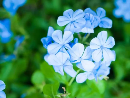 עפרית הכף – פריחה תכולה במבט מקרוב