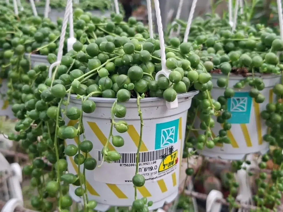 סביון כדורי, "דמעות תינוק"