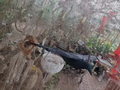 עורב פורש כנפיים מרחיק יונים