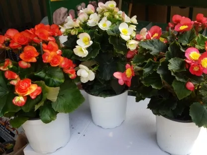 בגונית הפקעות