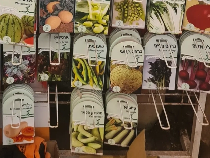 ארטישוק אורגני זרעים