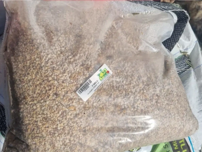 חצץ שומשומית