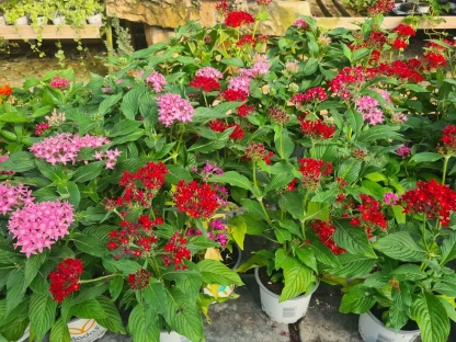 פנטס איזמלני