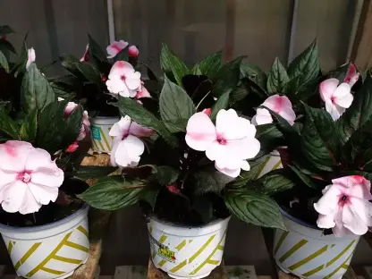 בשמת `גיניאה-החדשה`