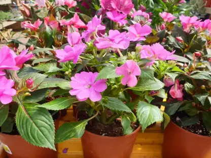 בשמת `גיניאה-החדשה`