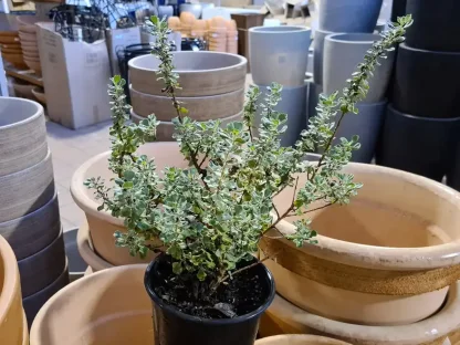 ליקופיליום 'סאן חוזה'