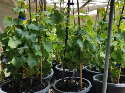 גפן היין סופרייר ג-1