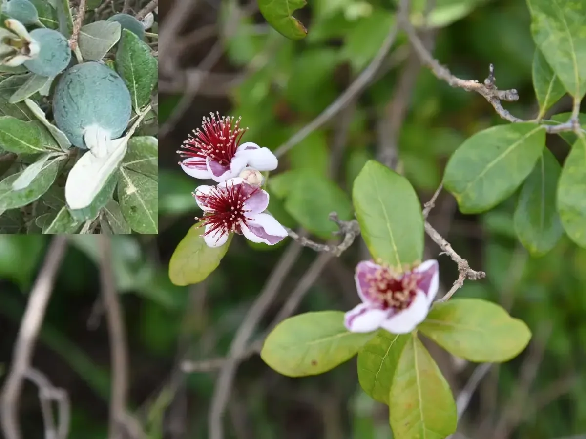 פיגואה תרבותית