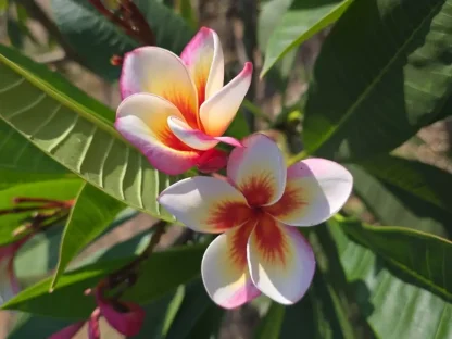 פלומריה "פייר בלאסט" 190 – פריחה עם פיצוץ אדום במרכז