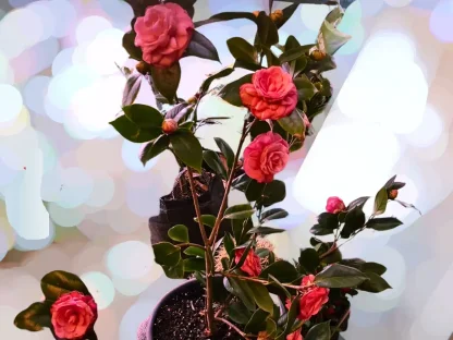 קמליה יפנית ורודה לפני אספקה ללקוח