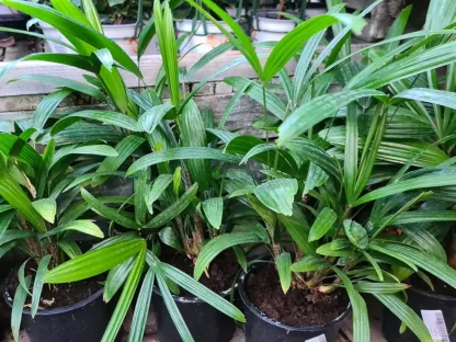 רפיס אקסלסה