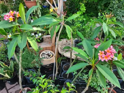 פלומריה ריחנית במיכל בקוטר 18 סמ בפריחה אדומה