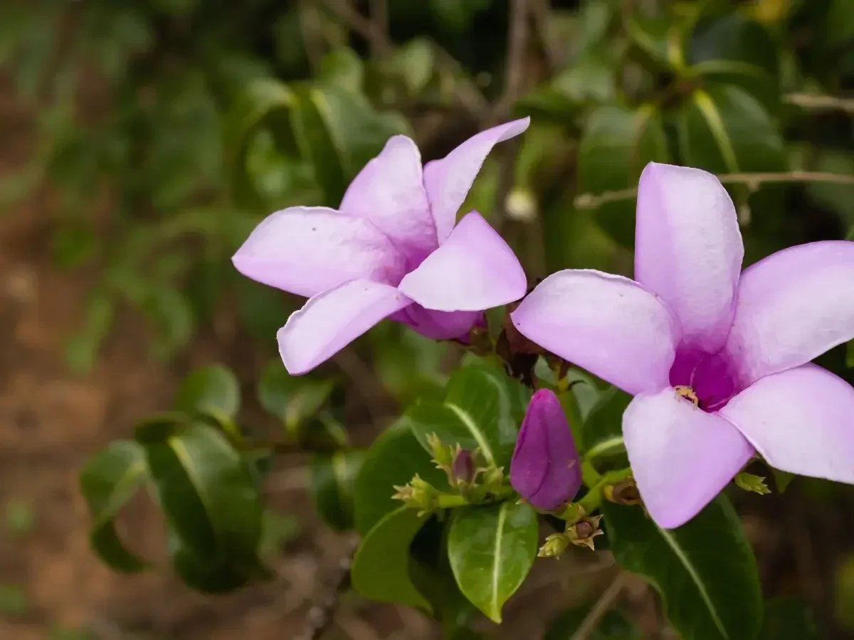 אברון מדגסקרי – מטפס ירוק עד עם פריחה ורודה