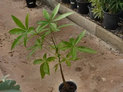 אגוז מלבר צעיר