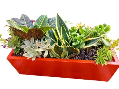 אדנית 70 פיבר צבועה / צבעונית