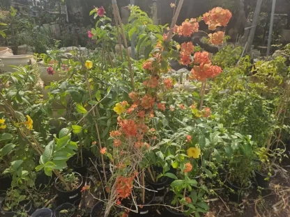 אדמום גדול-גביע אדום