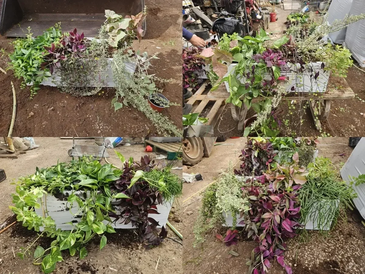 אדנית לבנה שתולה במיקס טרופי שופע וצבעוני