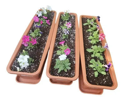 אדנית פורחת 80 - 3 יחידות