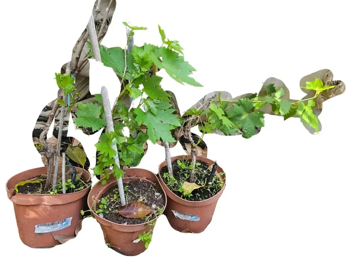 גפן אוטום רויאל ש.ב – ענבים שחורים ללא חרצנים