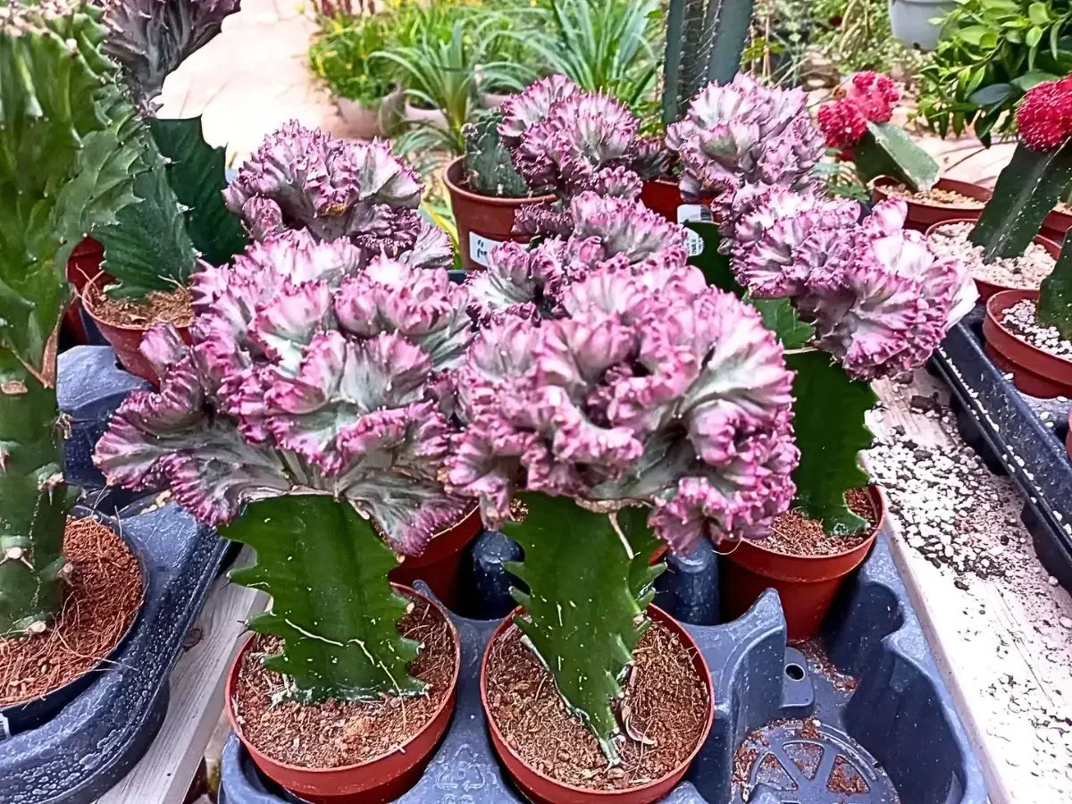 אופורביה מצויצת בגווני ורוד־סגול מרשימים