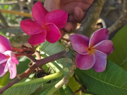 פלומריה "אחלמה" 199 – פריחה עדינה בצבעי אחלמה חמים