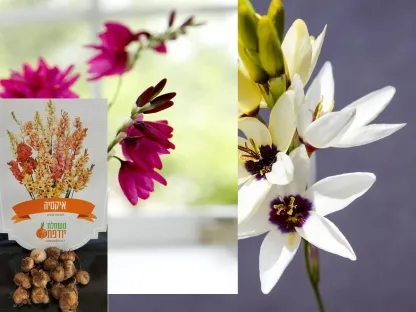 פקעות איקסיה בשלל צבעים