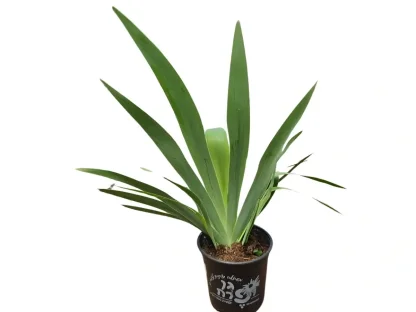 אירוס גרמני עלווה לפני פריחה