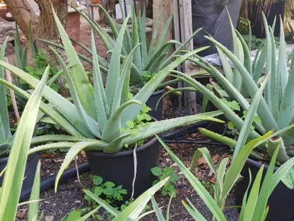 אלוי אמתי 25 ליטר אלוורה