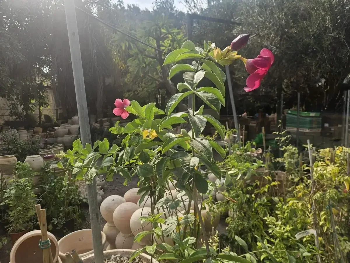 אלמנדה סגולה