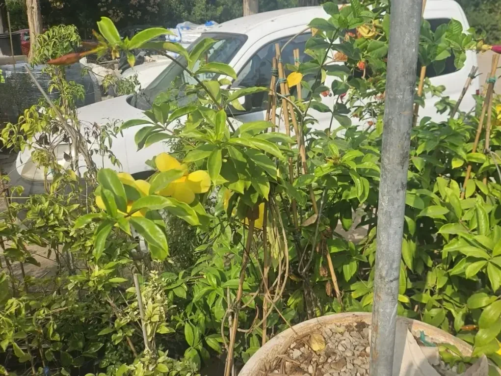 אלמנדה קתרטית צהובה