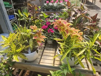 קוקטייל חגיגי בסיגון – מגוון עלווה טרופית בעציץ קרמי