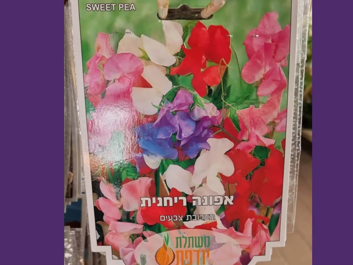 פקעות אפונה ריחנית