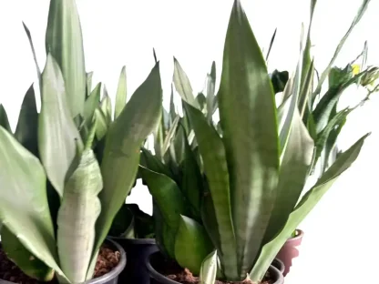 סנסיווריה מונשיין אפורה – כידונן משולש בעל עלים זקופים