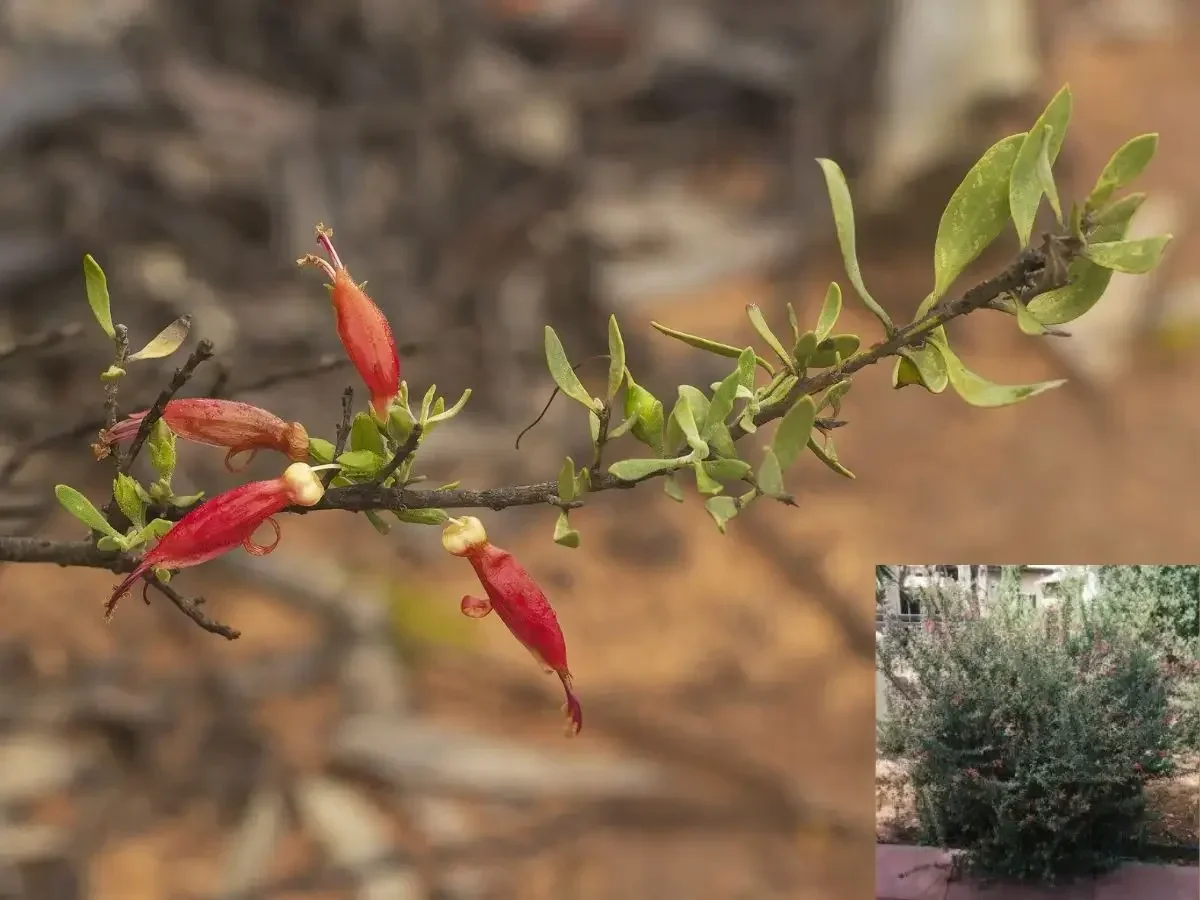 ארמופילה חלקה 'כתום'
