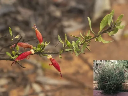 ארמופילה חלקה 'כתום'