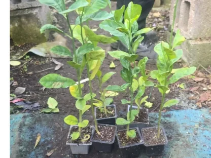 הדר אתרוג תימני שתילצעיר לגידול