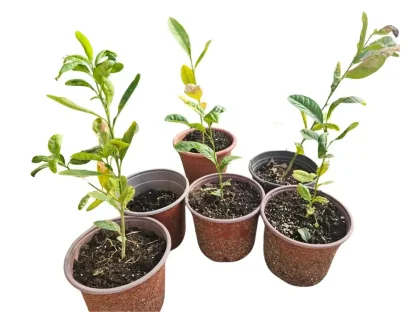 הדר אתרוג תימני לגידול