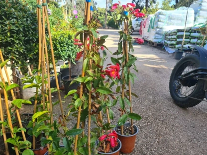 ביגונית הקנוקנות טנג'רין ביוטי