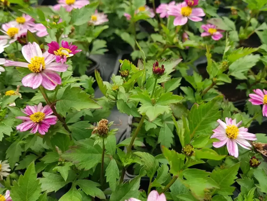 דו שן גזור עלים (בידנס) סגול