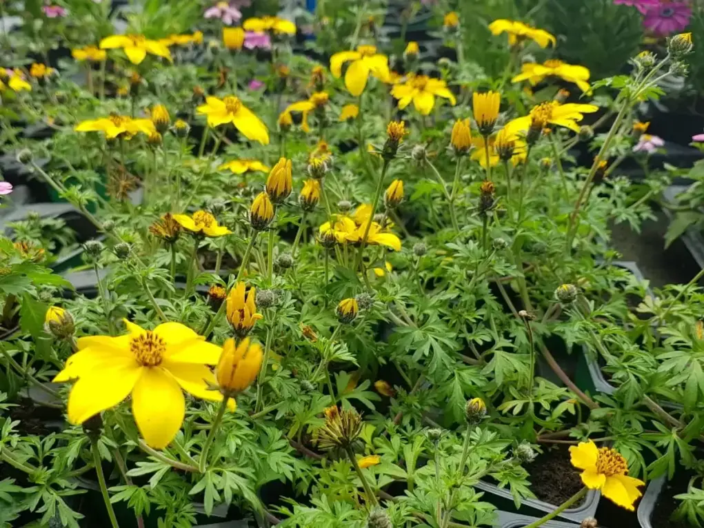 דו שן גזור עלים (בידנס) צהוב