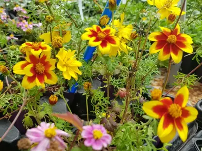 דו שן גזור עלים (בידנס) שלל צבעים