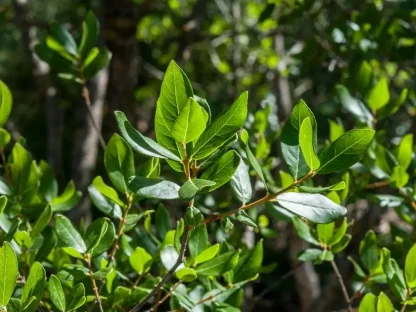 בר-זית בינוני