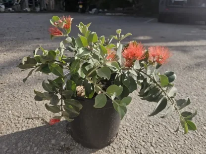 ברזלי תומס 'תפוז'