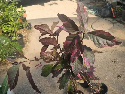 בת אביב ארגמנית `טריקולור`