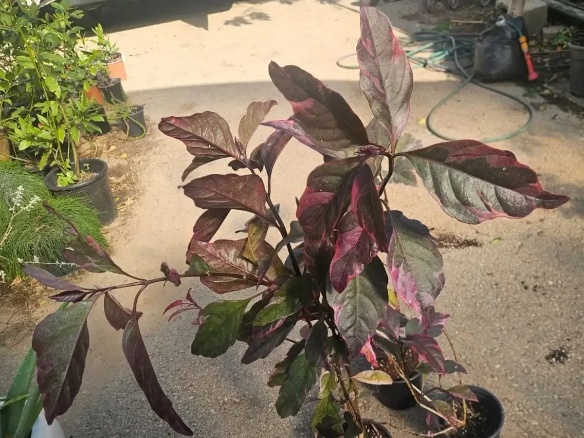 בת אביב ארגמנית `טריקולור`