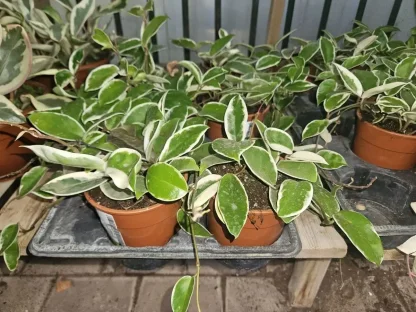 בת שבע קרנוסה