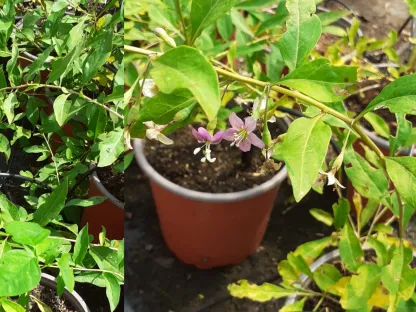 גוג'י ברי בעציץ קוטר 18 בחודש יולי