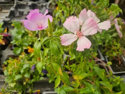 גודציה, קלרקיה נעימה, פריחה בשלל צבעים